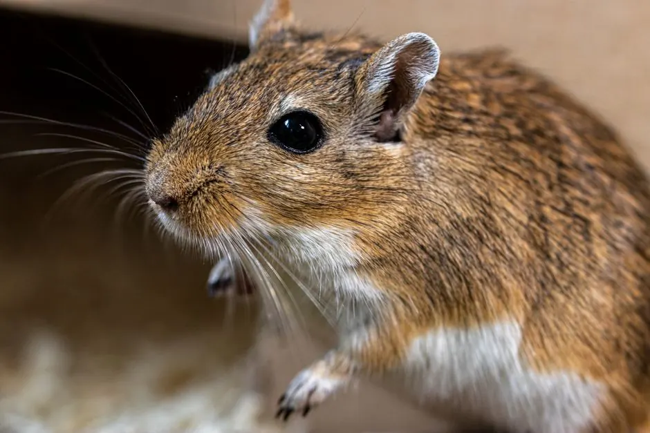A detailed close-up of a cute brown gerbil inside a cage, showing its whiskers and fur.