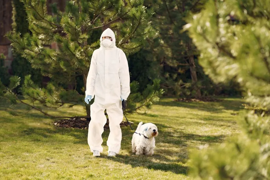 A person in a protective suit walking a white dog on a leash outdoors in a grassy park setting.