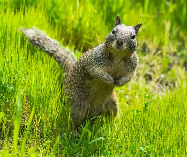 Curious California ground squirrel standing in lush green grass, showcasing its natural habitat.