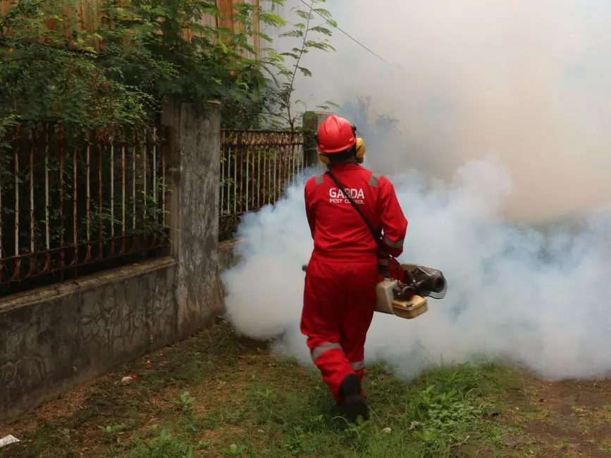 Our Expertise in Post-Infestation Cleanup